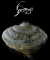 Samorost