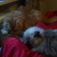 Мои кошки. Имена им Чуча и Баська.